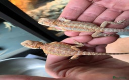 Bearded Dragon reptiles for sale: Baby bearded dragons ready for new homes !!🧡🦎 - Image 3