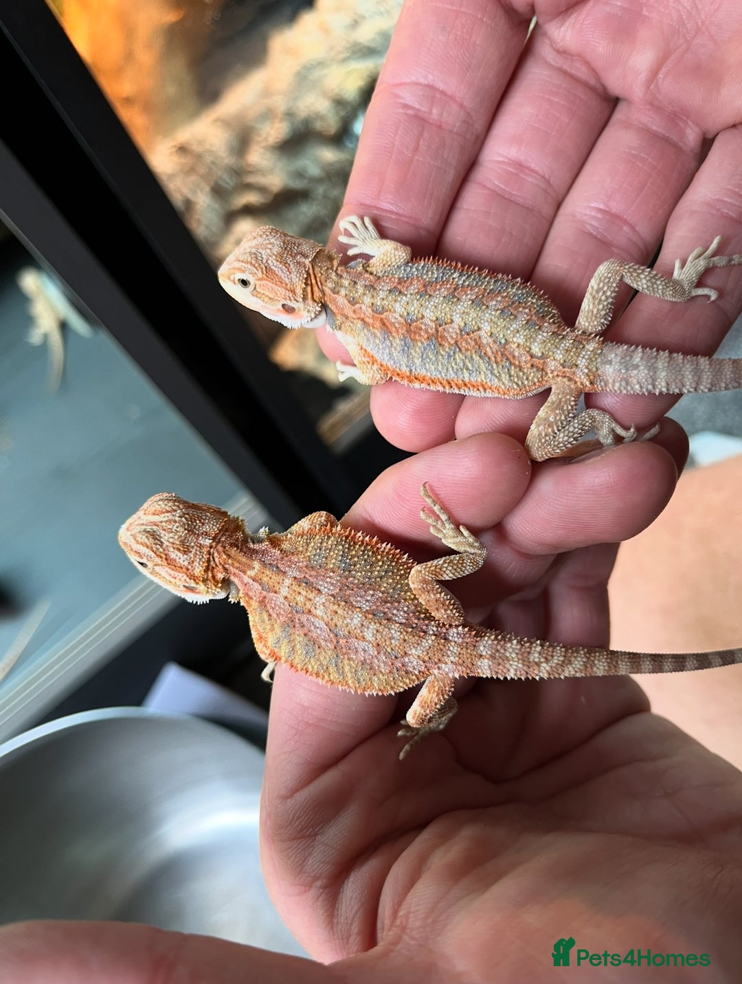 Bearded Dragon reptiles for sale: Baby bearded dragons ready for new homes !!🧡🦎 - Image 3