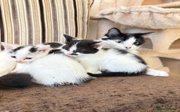 Mixed Breed cats for sale: FREE KITTENS AND CAT!! In need of rehoming FREE - Image 1