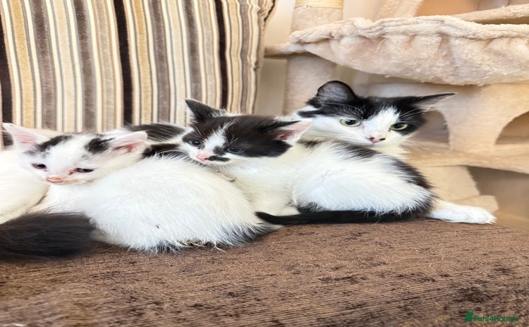 Mixed Breed cats - Advert 12