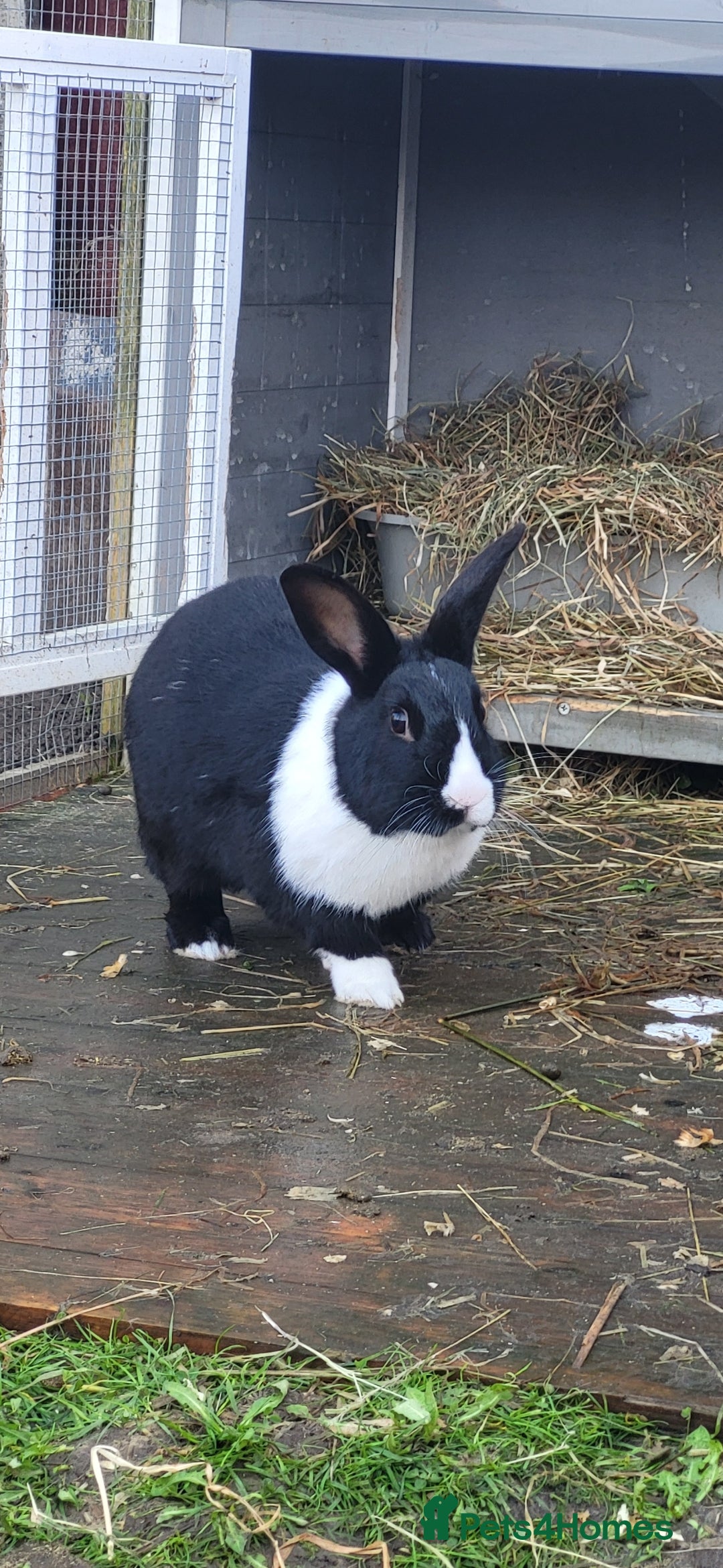 Dutch rabbits for sale: A bonded pair of rabbits  - Advert 2