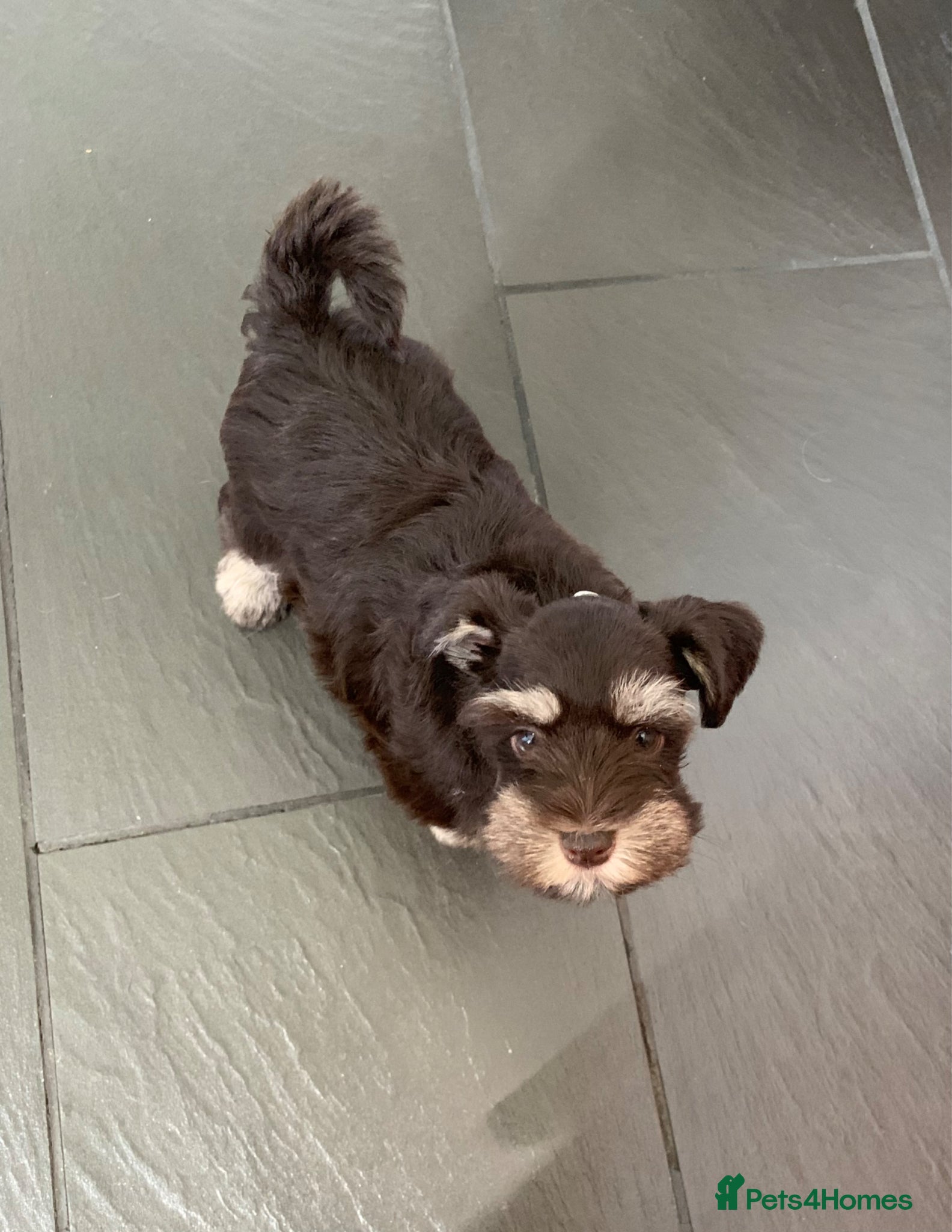 Miniature Schnauzer dogs 5* LICENSED READY KC MINI/TOY CHOC SCHNAUZERS - Advert 6