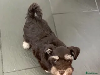 Miniature Schnauzer dogs 5* LICENSED READY KC MINI/TOY CHOC SCHNAUZERS - Advert 6