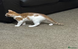 Domestic Shorthair cats for sale: Male kitten for sale - Image 1