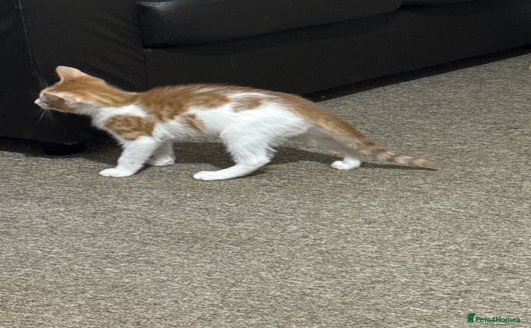 Domestic Shorthair cats - Advert 2
