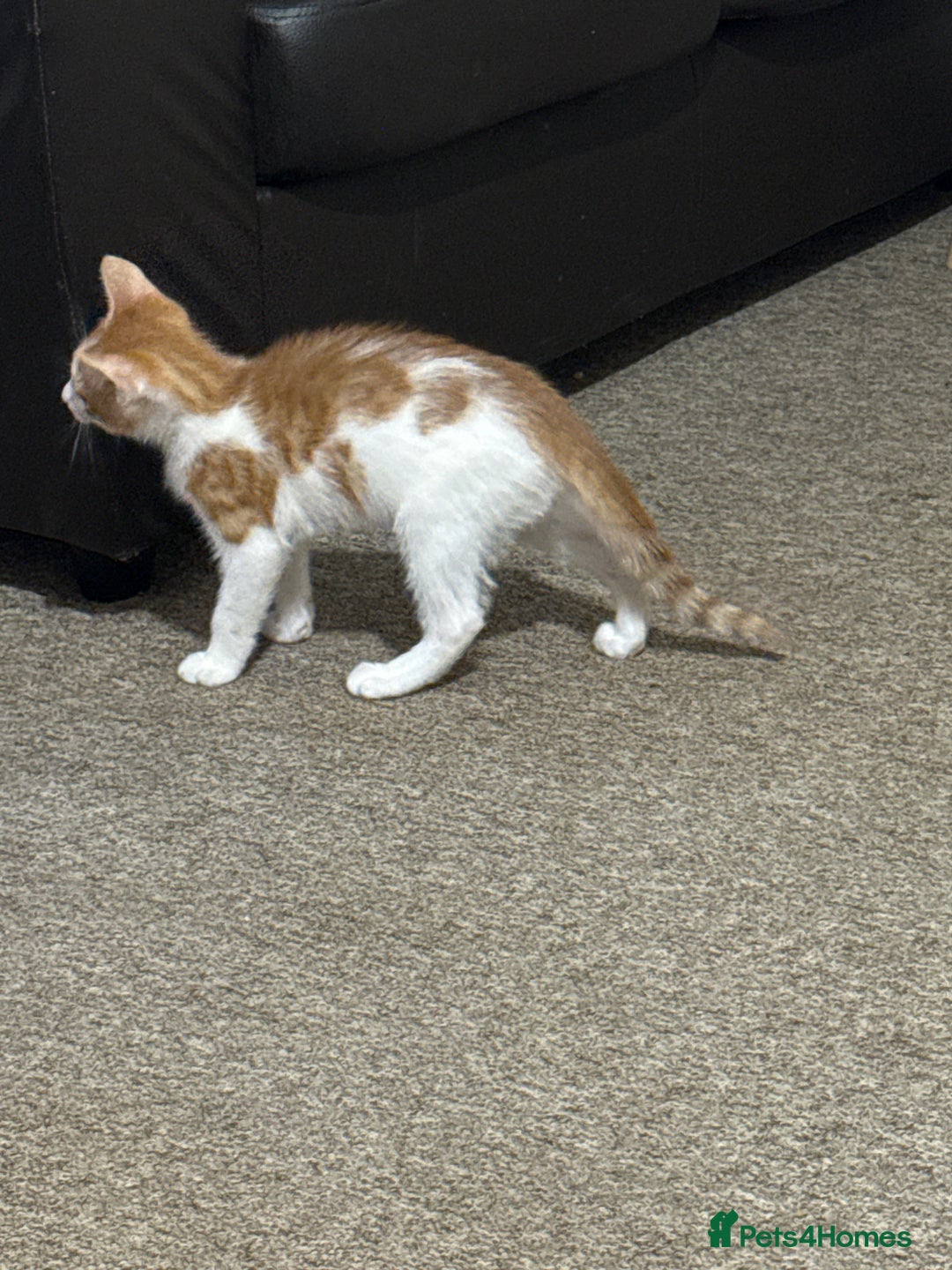 Domestic Shorthair cats for sale: Male kitten for sale - Image 1