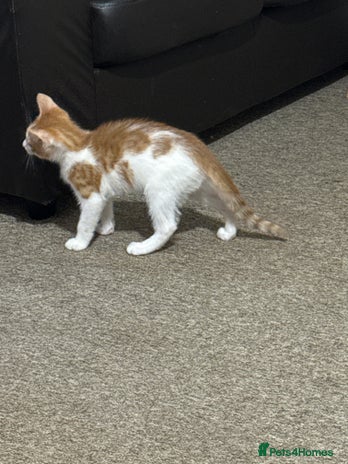 Domestic Shorthair cats - Advert 5