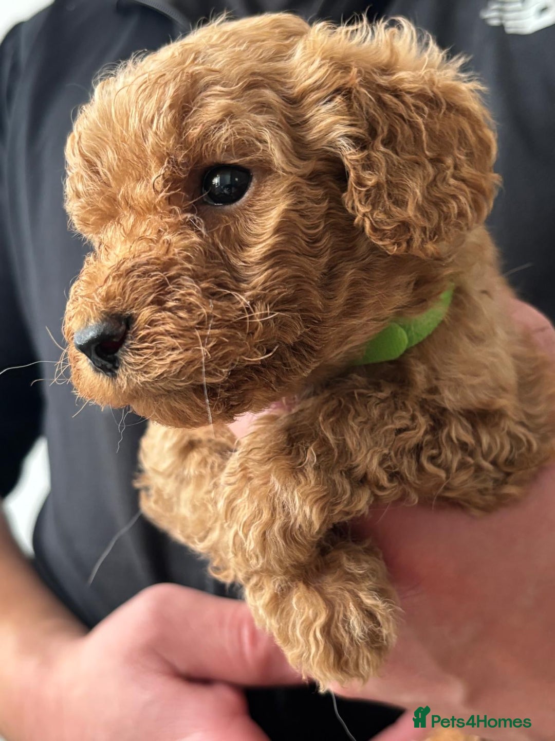 Goldendoodle dogs for sale: F1Goldendoodel puppies now ready for new home  - Advert 26