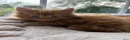 Mixed Breed cats for sale: Beautiful Ginger Kittens  - Advert 38