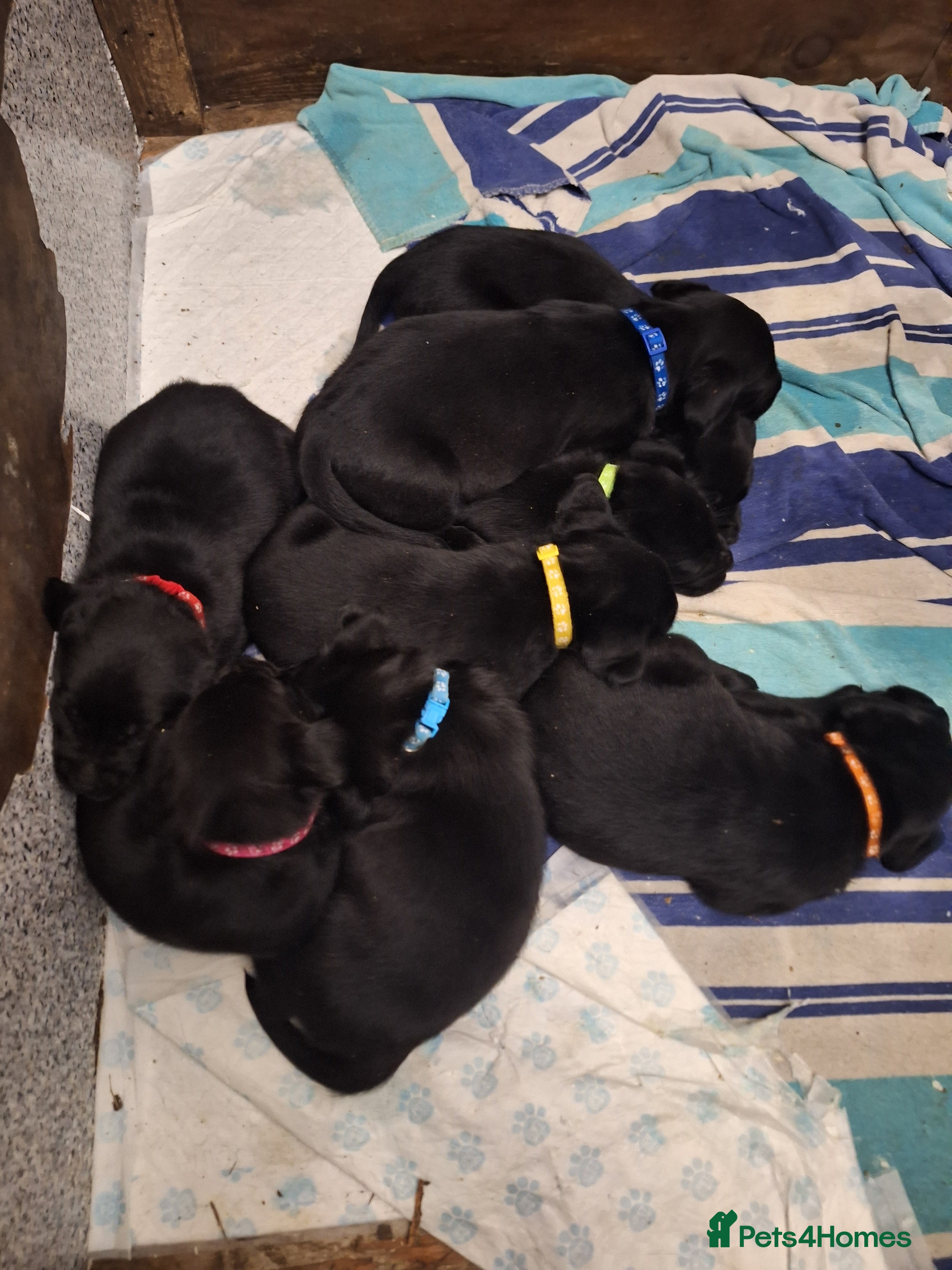 Labrador Retriever dogs Labrador boys 9 weeks old  in Harleston - Advert 6