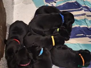 Labrador Retriever dogs Labrador boys 9 weeks old in Harleston - Advert 2