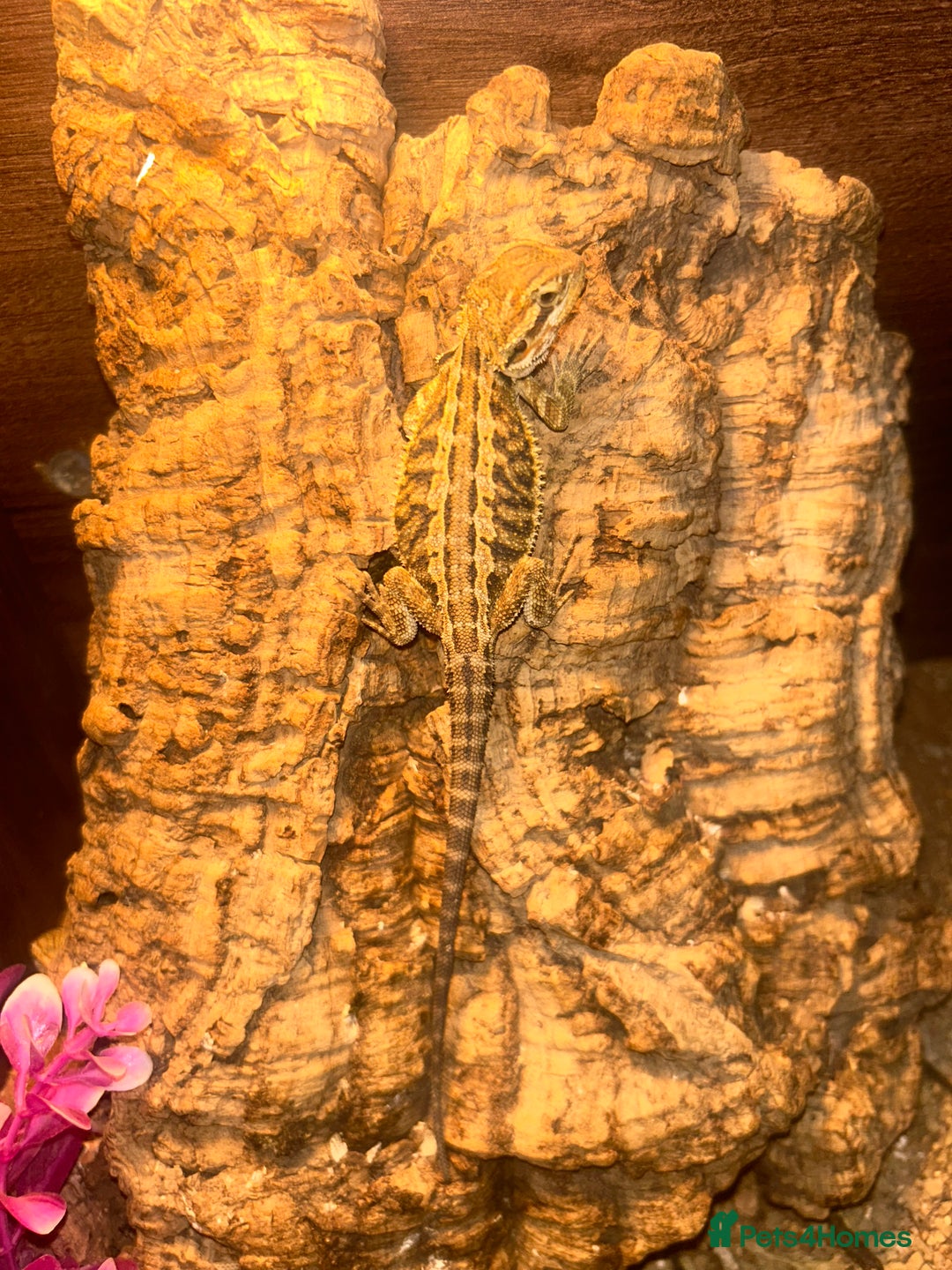 Bearded Dragon reptiles for sale: bearded dragon babies  - Image 3