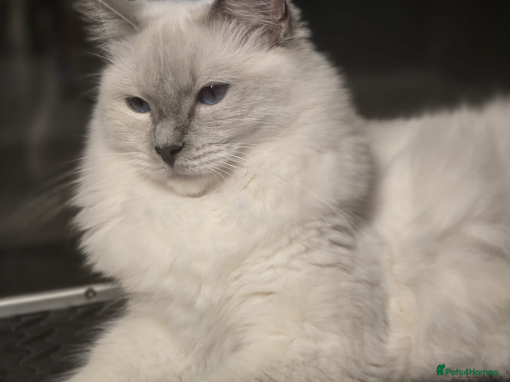 Ragdoll cats GCCF Registered Retired Female Ragdoll - Advert 1