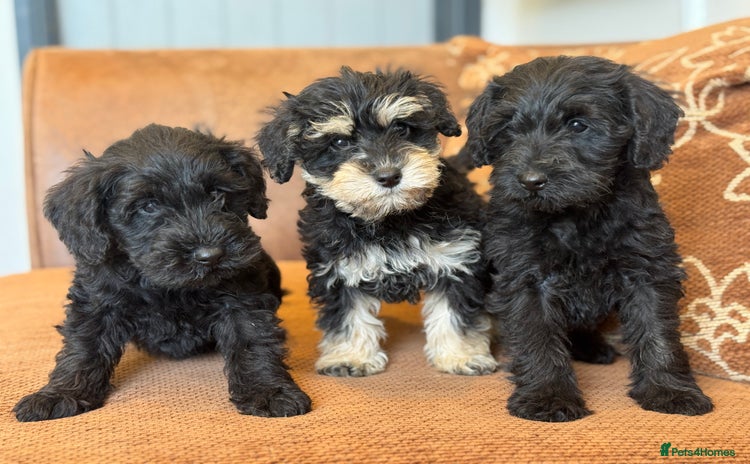 Schnoodle dogs - Advert 1