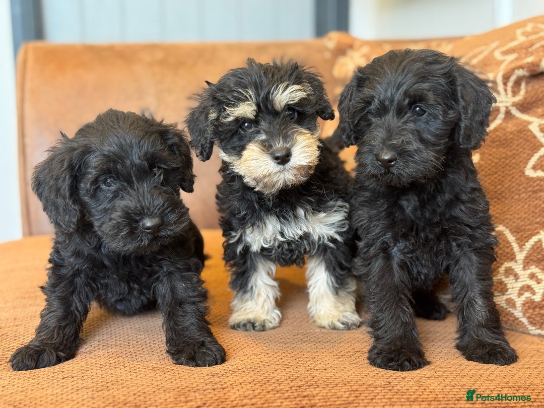 Schnauzer Dog Schnauzer Cross Puppies Chonzer Puppies Miniature