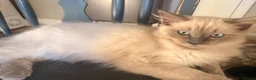 Ragdoll cats for sale: Beautiful ragdoll babies! 😻😻😻 - Advert 15