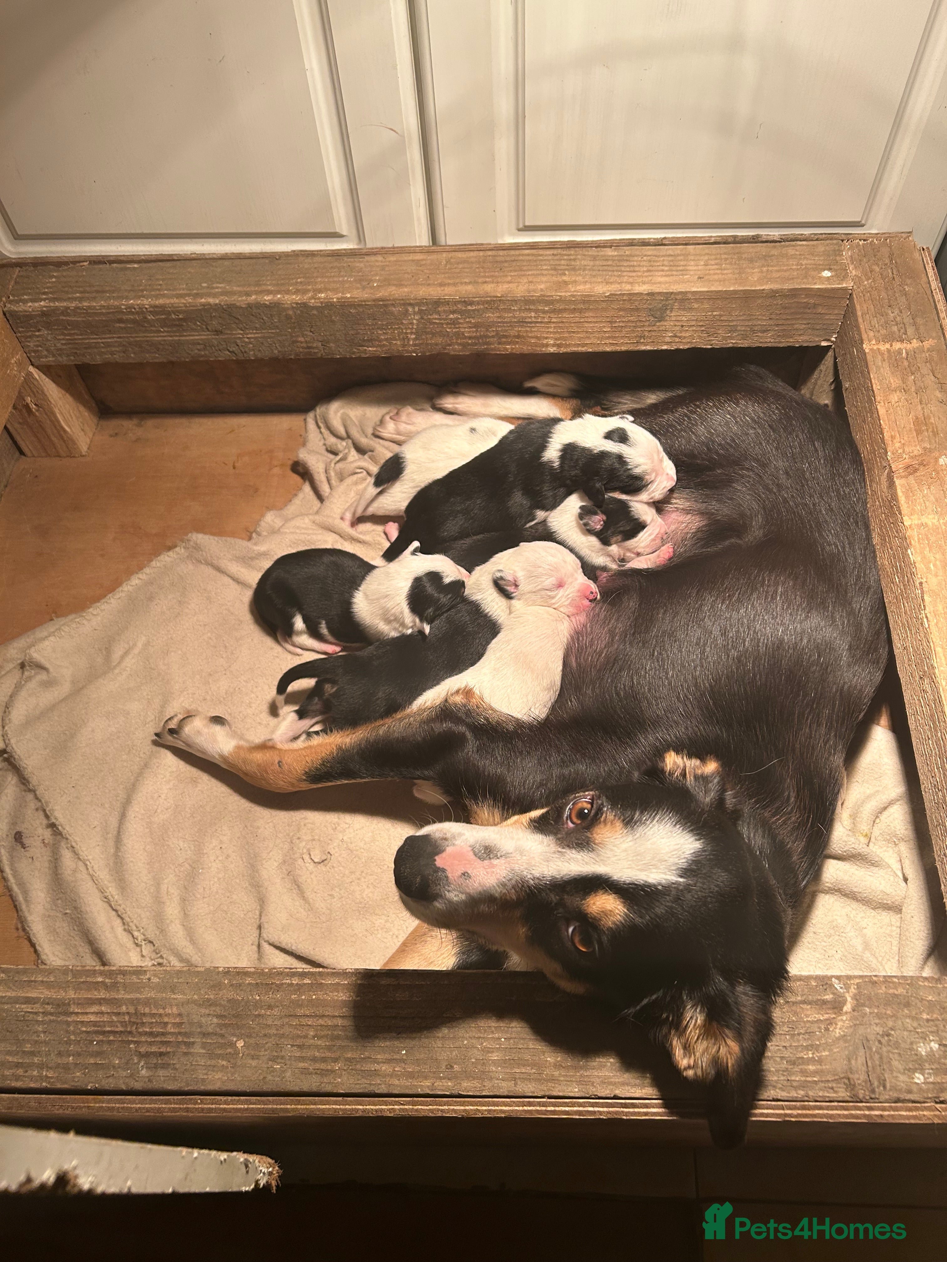 Smooth Collie dogs 🔥 3 male Collie pups 🔥 in Tywyn - Advert 1