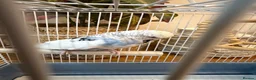 Budgerigars birds for sale: SILLY TAME BUDGIE REALLY FRIENDLY  - Advert 5