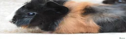 Guinea Pig rodents for sale: Baby Guinea pig's Boys - Advert 12