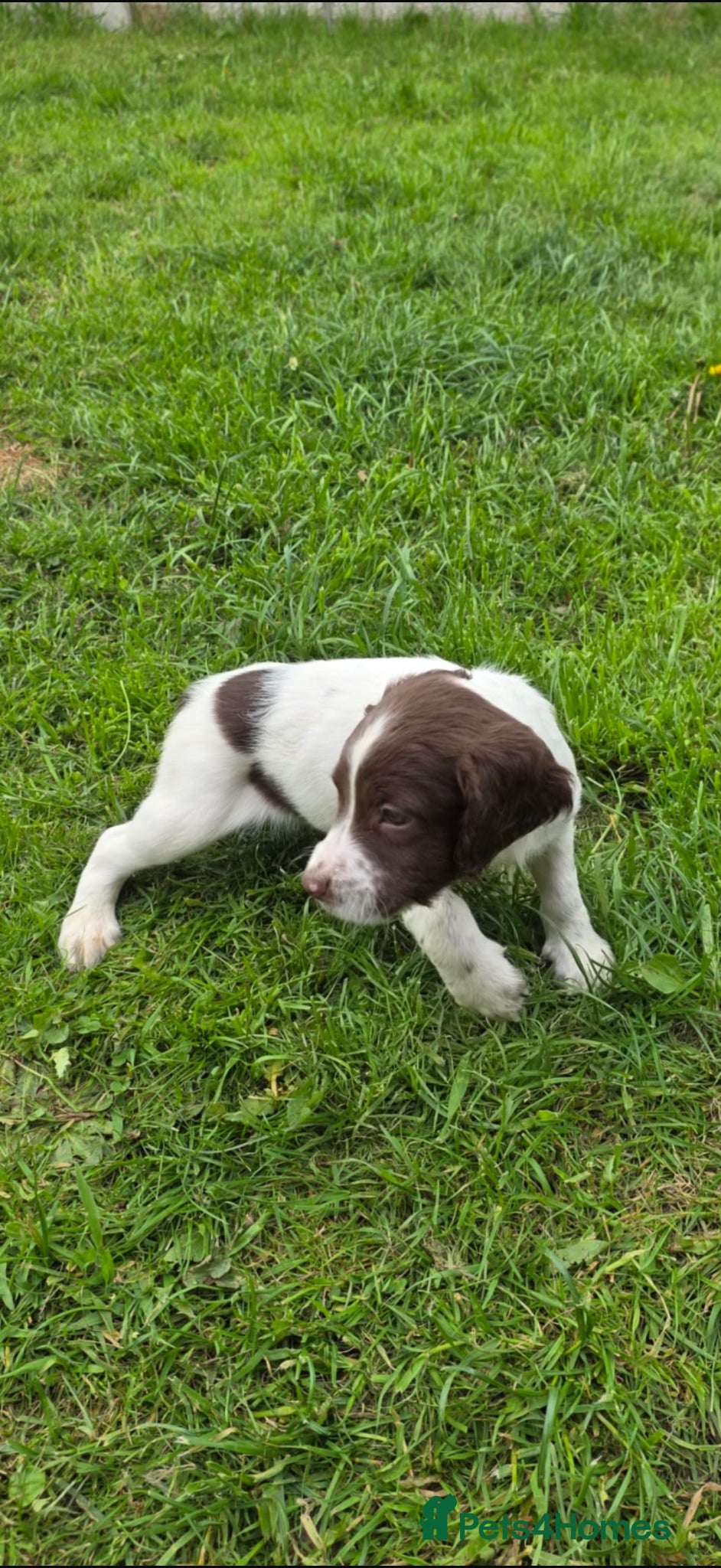 English Springer Spaniel dogs 🐾 KC Registered Springer Spaniel Puppies 🐾 - Advert 1