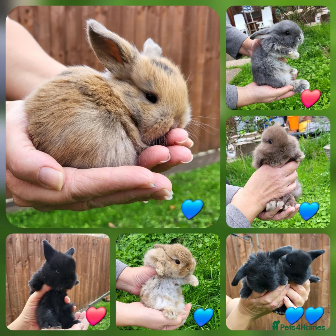 Mini Lop rabbits for sale: Mini lops - Advert 1