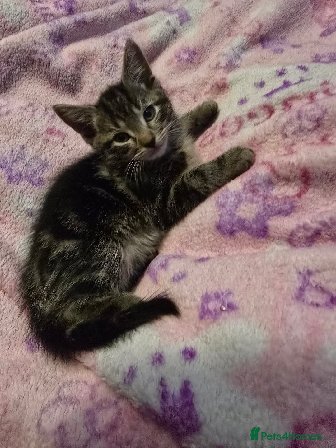 Mixed Breed cats for sale: Kittens - Image 7