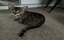 Bengal cats for sale: Bengal mix breed female kitten  - Image 2