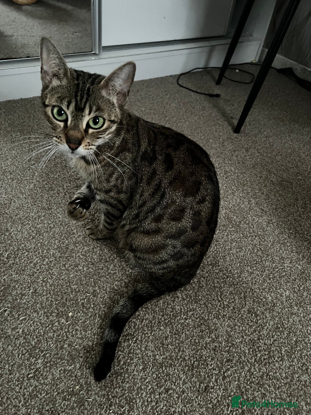 Bengal cats for sale: Bengal mix breed female kitten  - Image 2