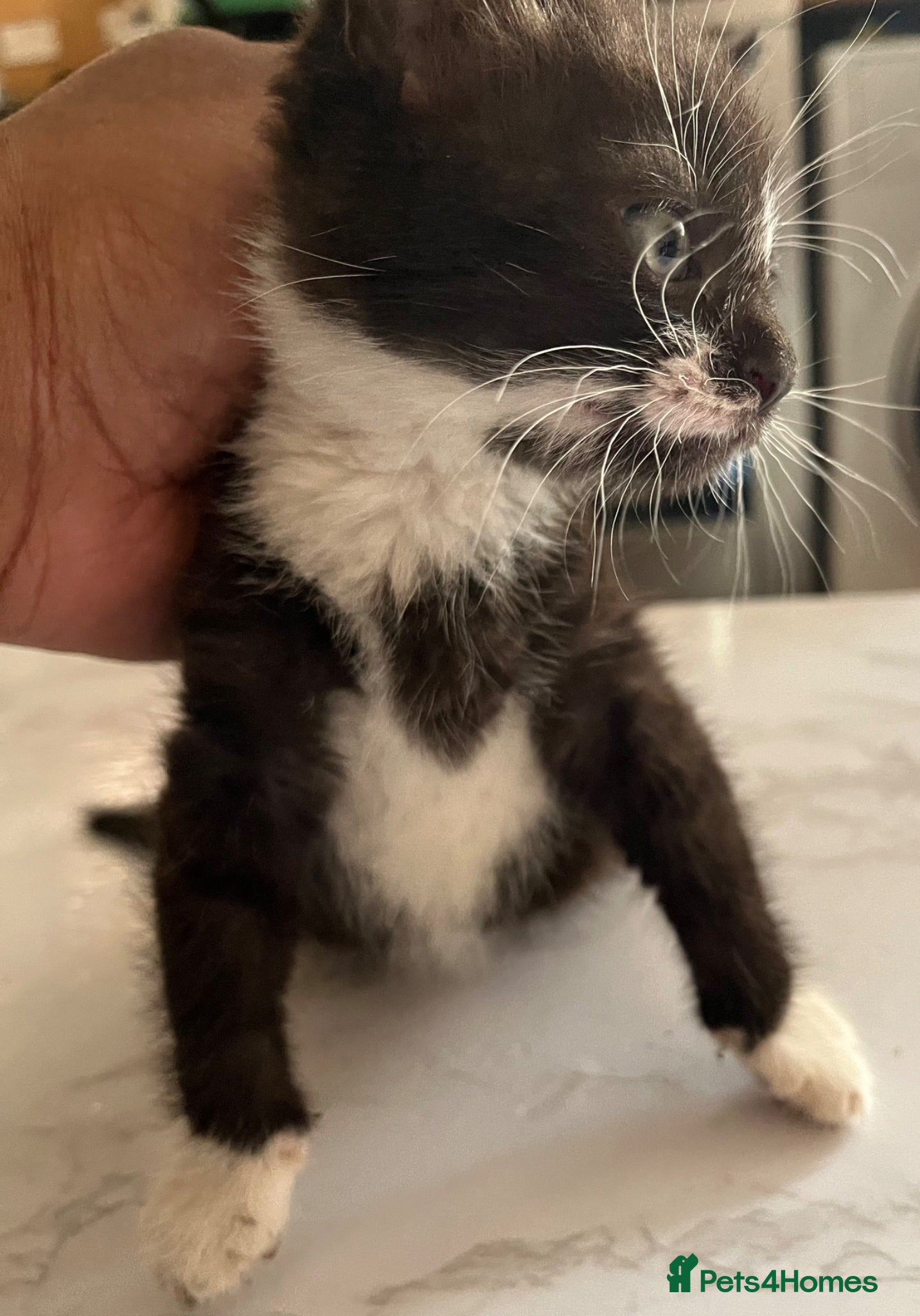 Mixed Breed cats for sale: 3 beautiful kittens for sale  - Advert 10