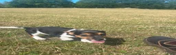Jack Russell dogs for sale: Gorgeous Jack Russell Puppies  - Advert 19