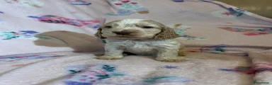 Cocker Spaniel 1
