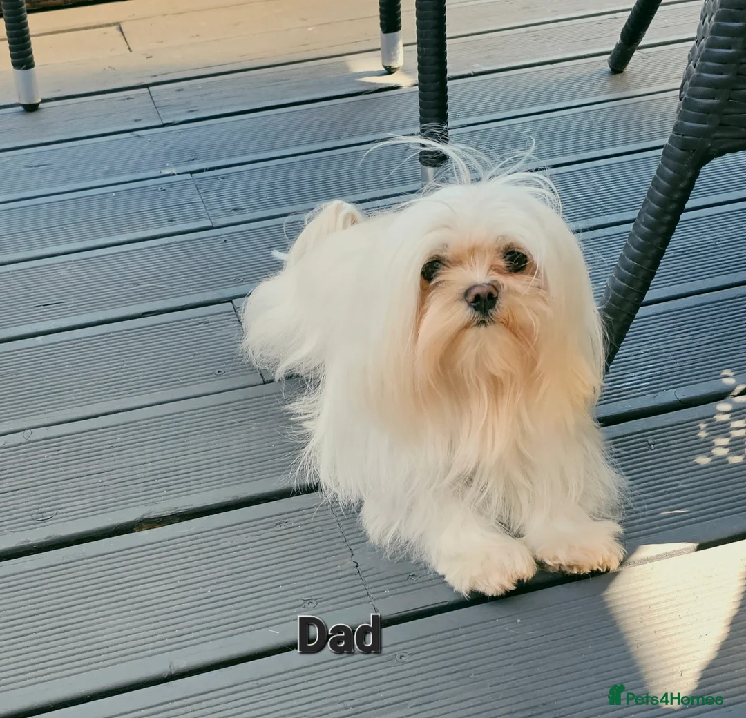 Maltese dogs for stud:  KC Maltese stud Korean line  in Derby - Advert 5