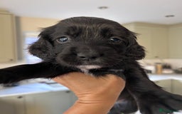 Sprocker dogs for sale: Sprocker spaniels F1 Ready 2nd October - Image 8