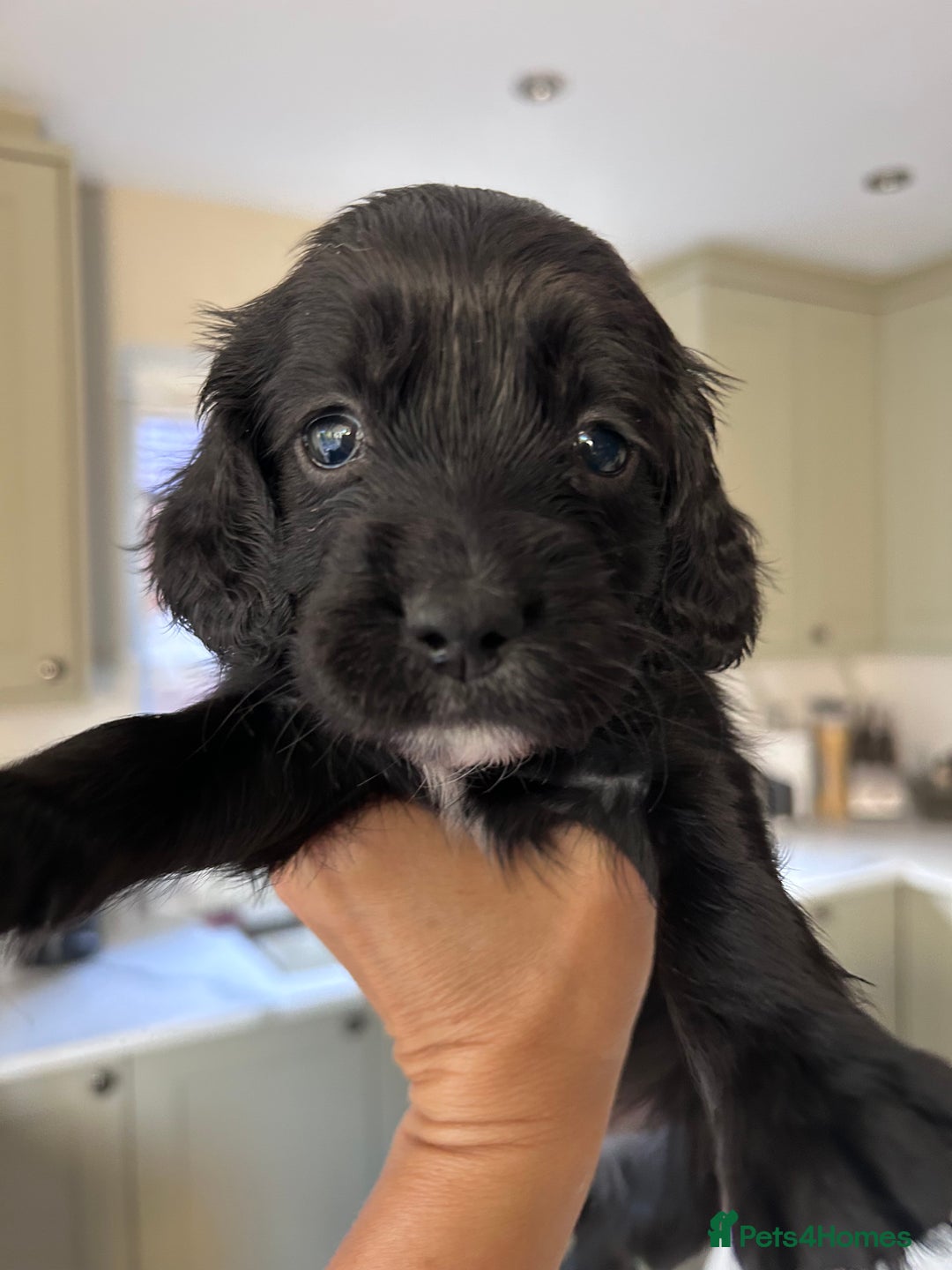 Sprocker dogs for sale: Sprocker spaniels F1 Ready 2nd October - Image 8