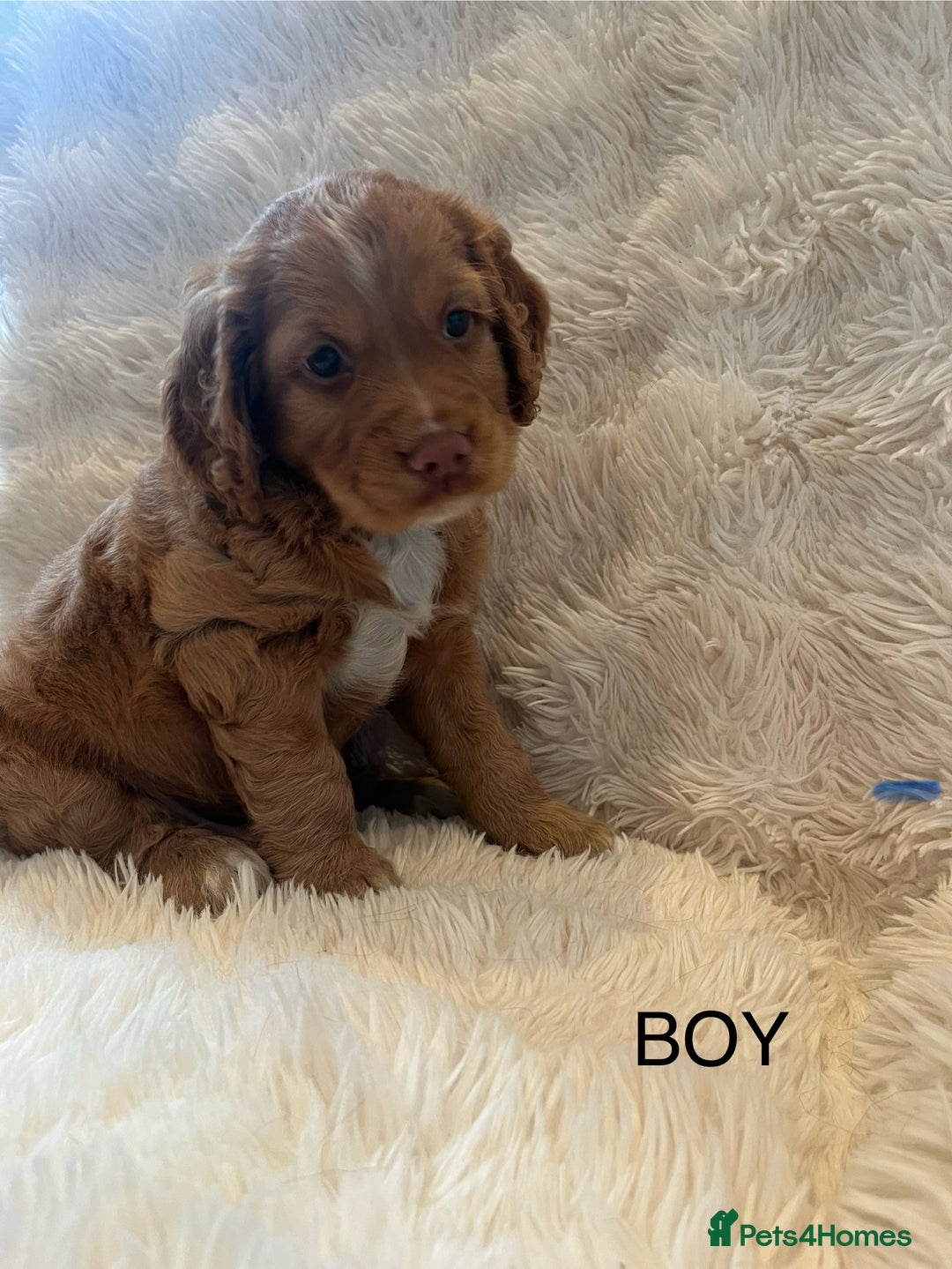 Cocker Spaniel dogs for sale: KC REG Outstanding pedigree Working Cocker Spaniel - Image 8