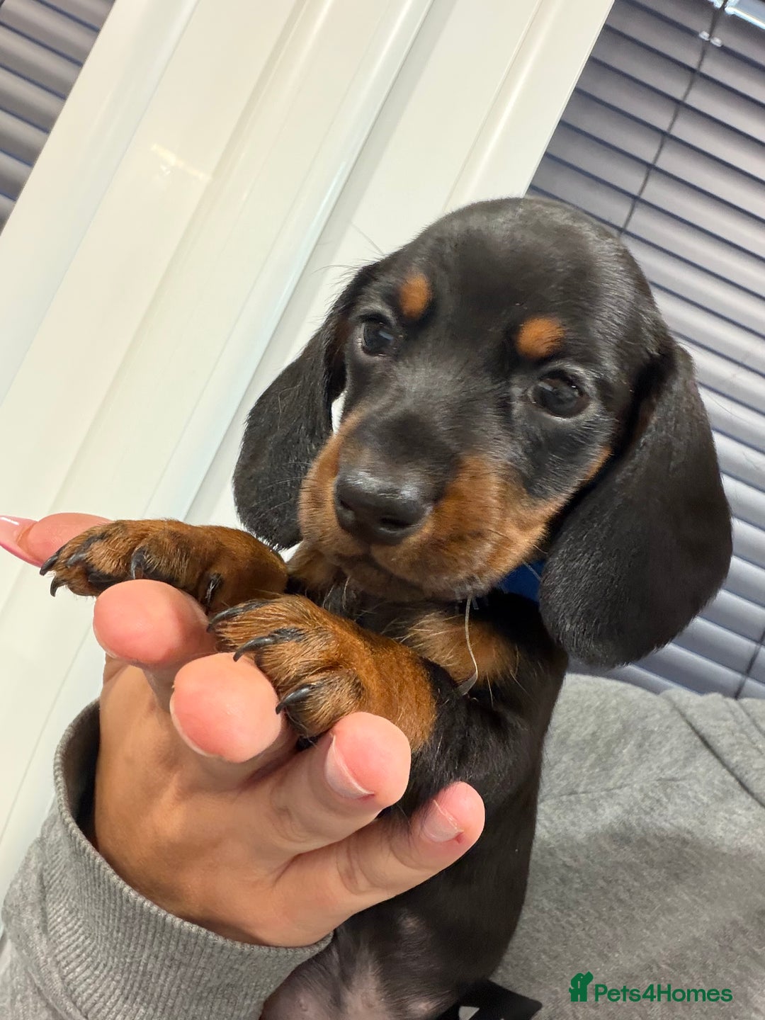 Miniature Dachshund dogs for sale: Beautiful bunch of girls /boy 🩷✨ Kc mini pups   - Image 21