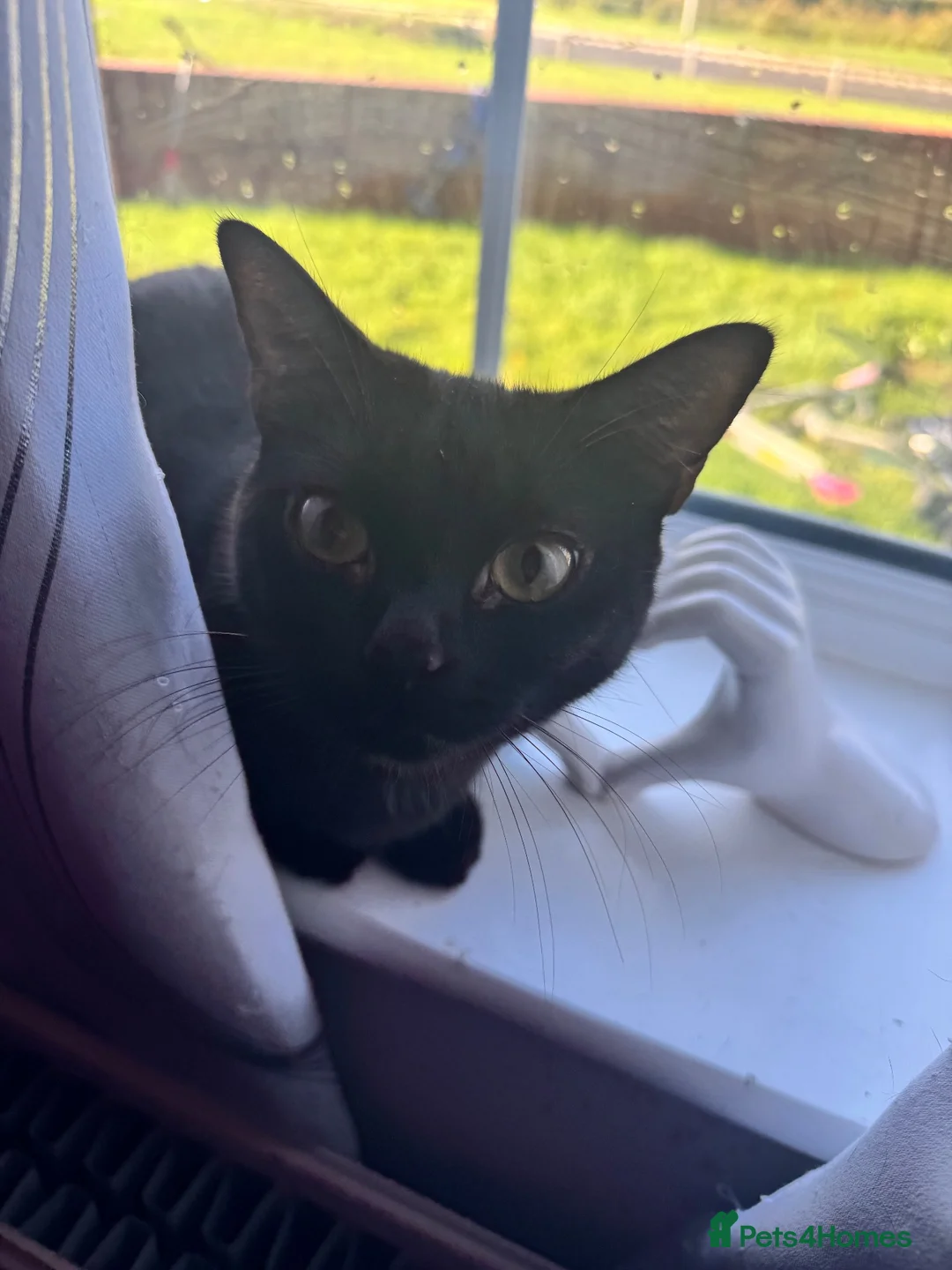 Domestic Shorthair cats for sale: Rehoming my 3 cats to be homed together  - Advert 1