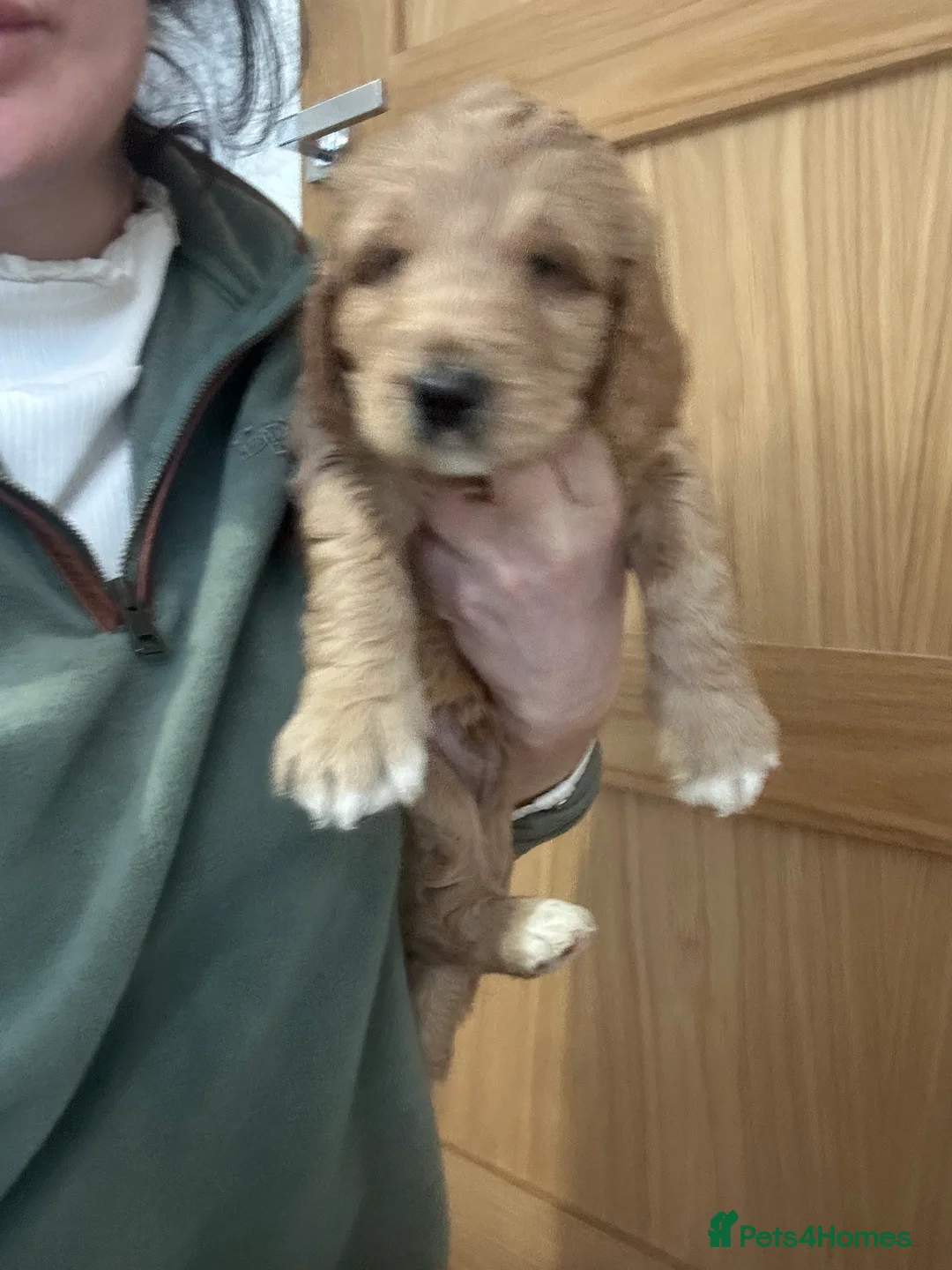 Australian Labradoodle dogs for sale: Beautiful, spoilt Austrian labradoodle puppies  - Advert 21