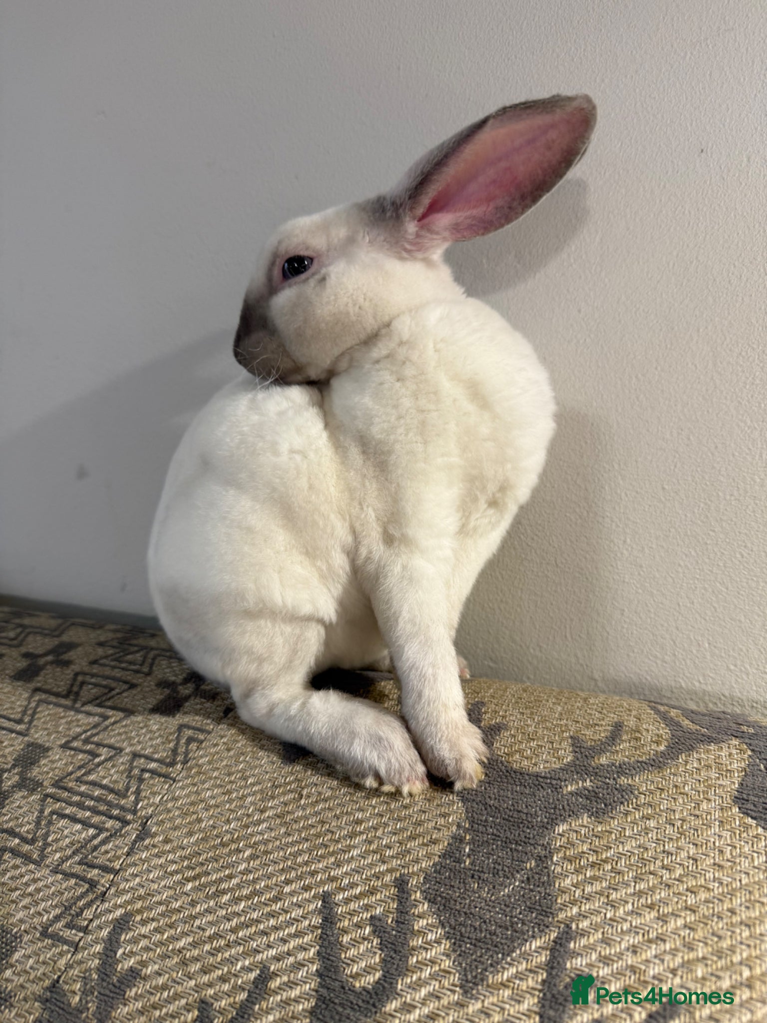 Rex rabbits Lianne - Advert 14