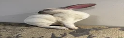 Rex rabbits for sale: Lianne - Advert 1
