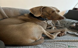 Weimaraner dogs for stud: Stunning, Healthy Stud - Image 8