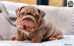 English Bulldog dogs for sale: What a precious little chunk! 🐶💕 - Image 2