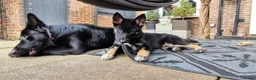 Mixed Breed dogs for sale: German sheperd girls  - Advert 17