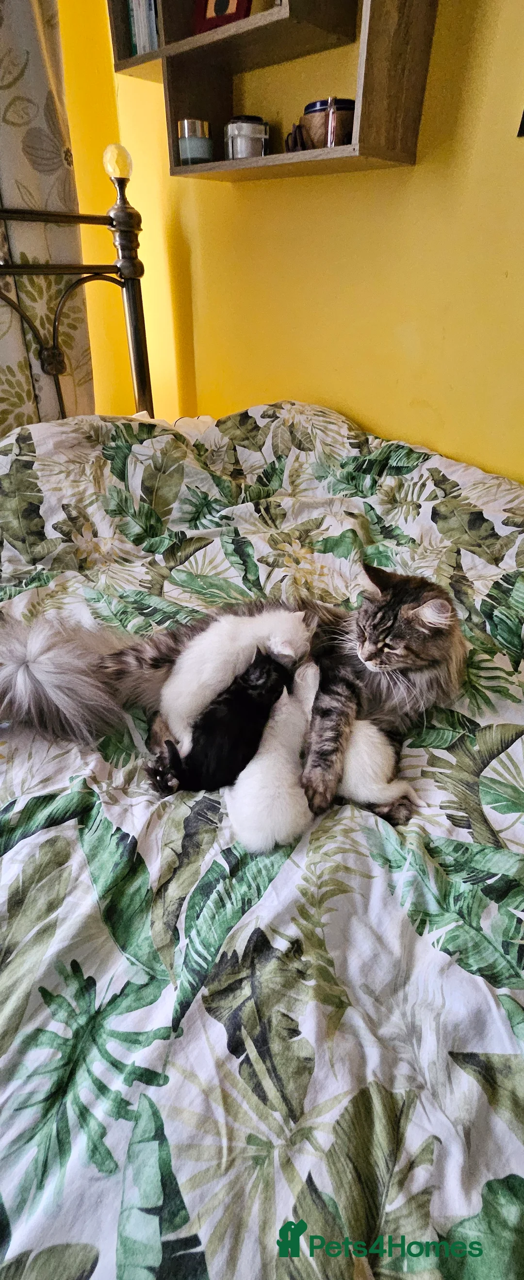 Maine Coon cats for sale: Maine Coon kittens - Advert 7