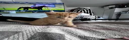 Mixed Breed cats for sale: Rare full ginger female and 2 handsome tabby boys in Hereford - Advert 10