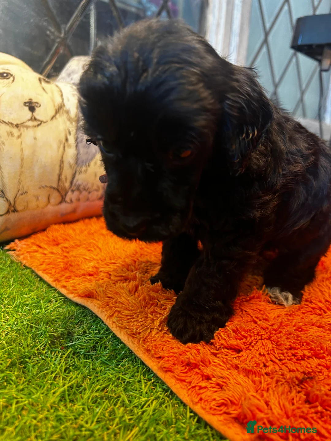 Cockapoo dogs for sale:  Northampton Cockapoos. Adorable F1 puppies - Advert 26