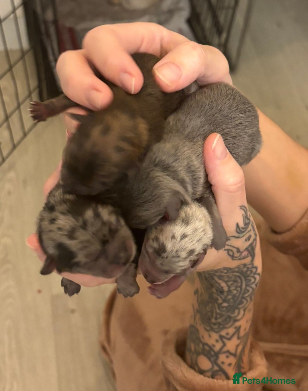 Pomeranian dogs for stud: Lilac Merle KC Pomeranian STUD - Advert 7