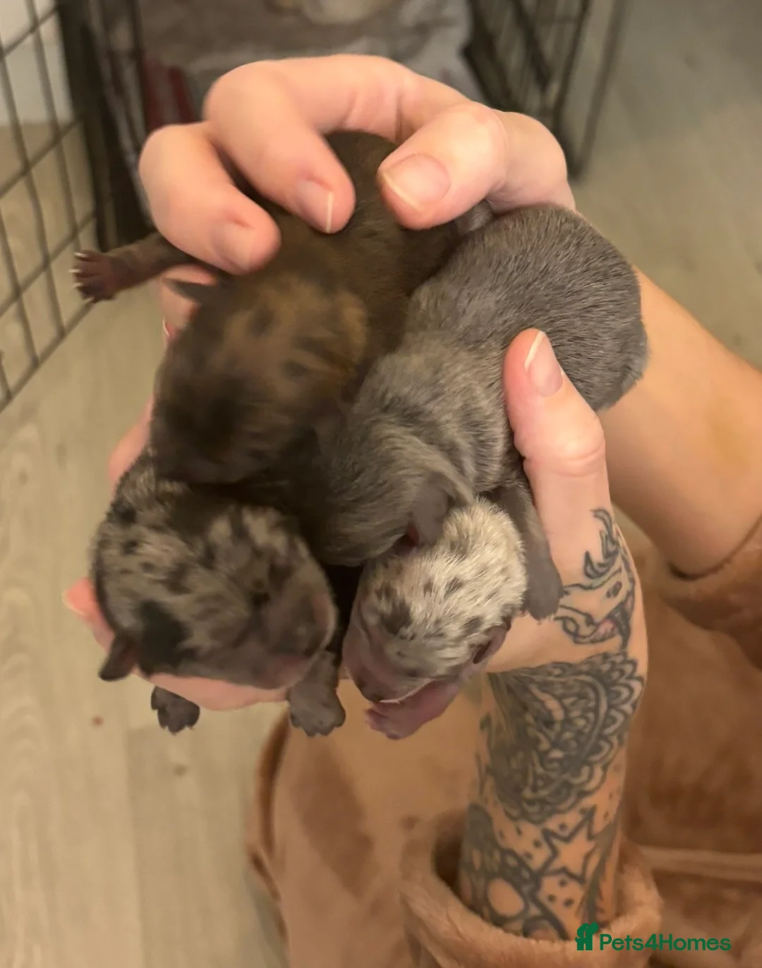 Pomeranian dogs for stud: Lilac Merle KC Pomeranian STUD - Advert 7