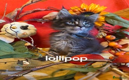 Maine Coon cats for sale: Maine coon kittens - Image 37