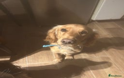 Cocker Spaniel dogs for sale: Dog for sale - Advert 1